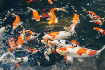 Máy thổi khí con sò và vai trò trong nuôi cá Koi – Vì sao hồ Koi cần sục khí liên tục?